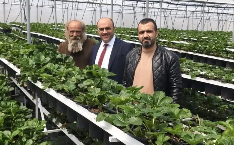 Konya Akören’de bir ilk yaşandı! Topraksız tarımda çığ açıldı