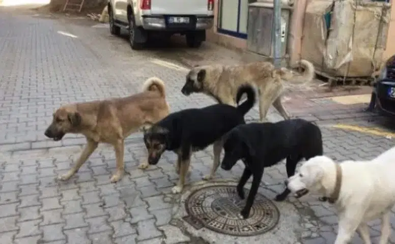 Konya’da sokak köpekleri için alarm! Duyuru yapıldı