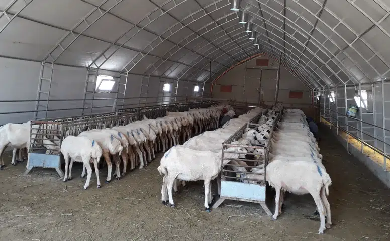 Konya hayvancılıkta fark attı! Bölgedeki her 2 hayvandan biri burada