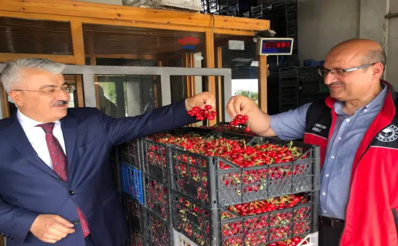 Akşehir kirazının marka değeri için sahada inceleme