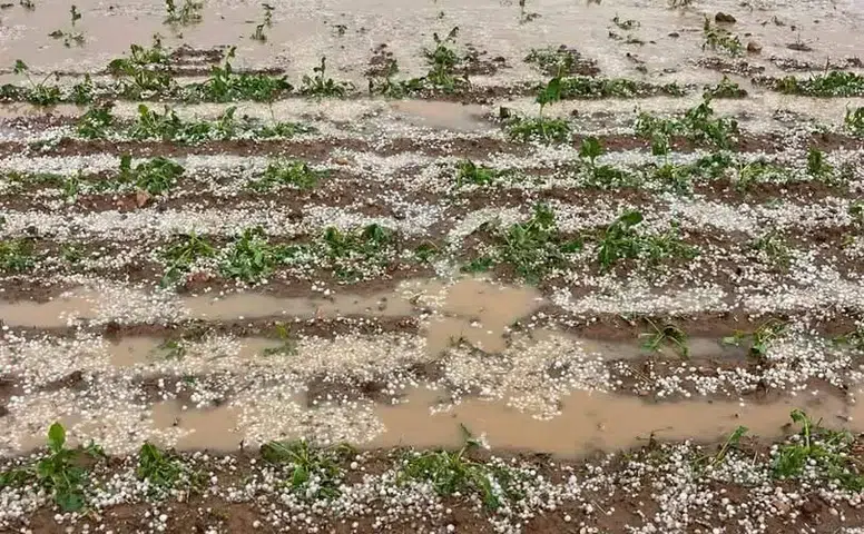 Konya’da korkutan görüntü! Çifçiler tarlalarına koştu