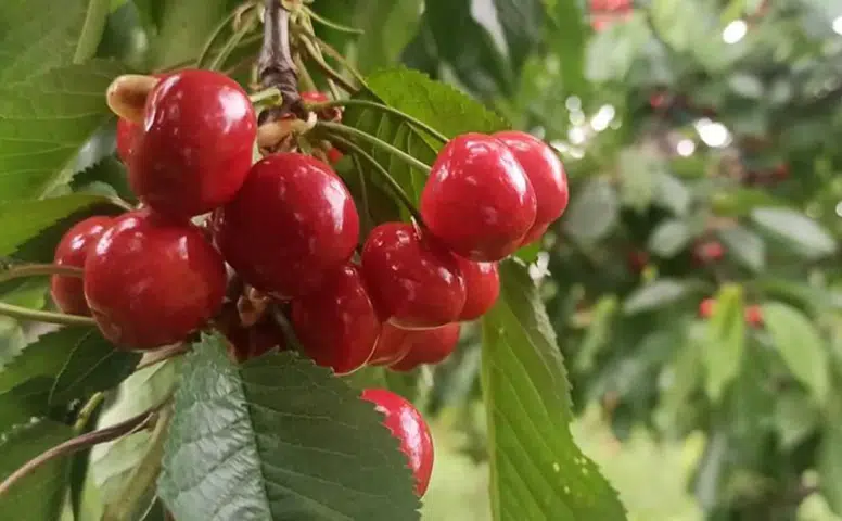 Akşehir kirazında 'rekolte' sevinci
