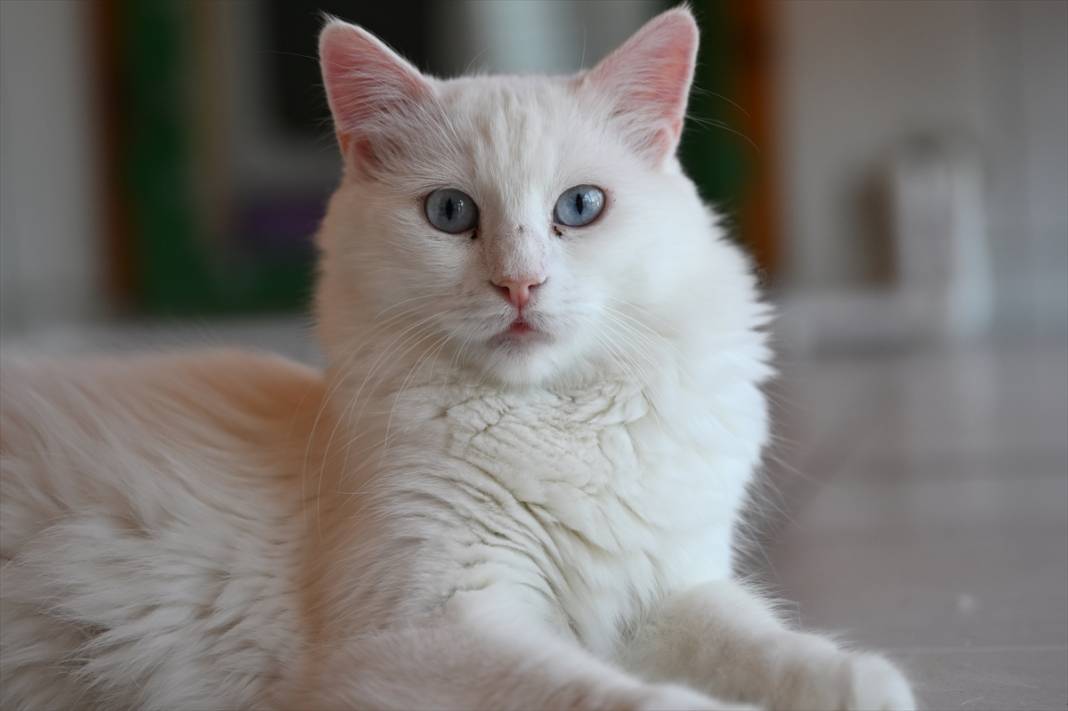 17 Şubat Dünya Kediler Günü Kedilerin Önemine Dikkat Çeken Global Kutlama 1