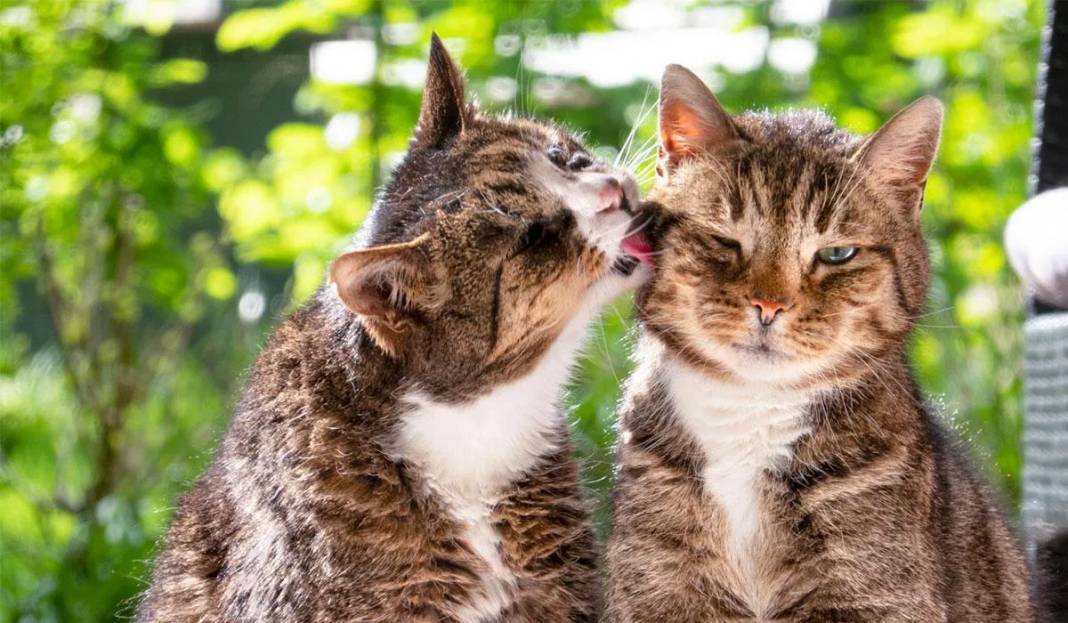 17 Şubat Dünya Kediler Günü Kedilerin Önemine Dikkat Çeken Global Kutlama 2