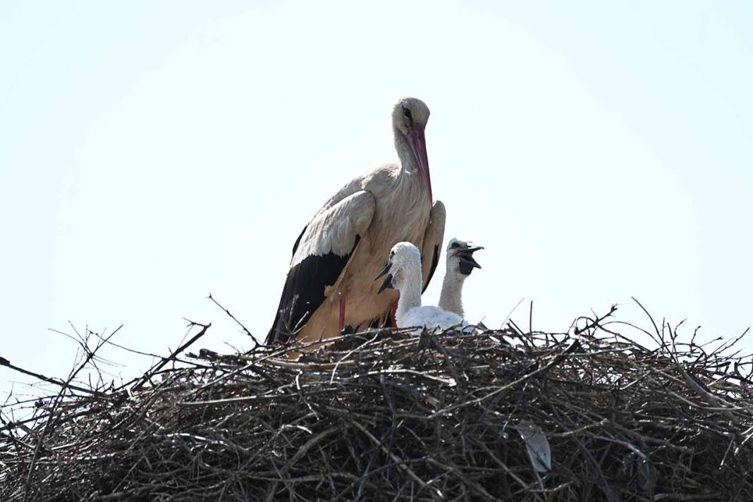 Beyşehir Leylekler Vadisi'nde Yavrular Büyüyor 6