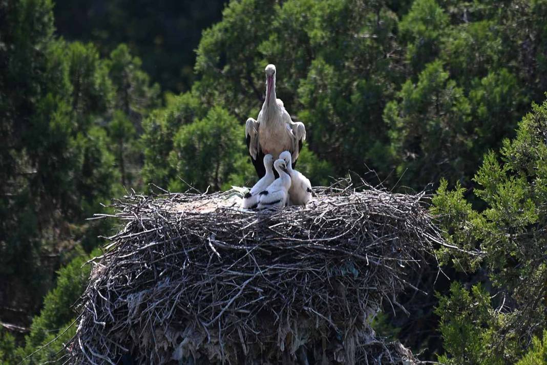 Beyşehir Leylekler Vadisi'nde Yavrular Büyüyor 4