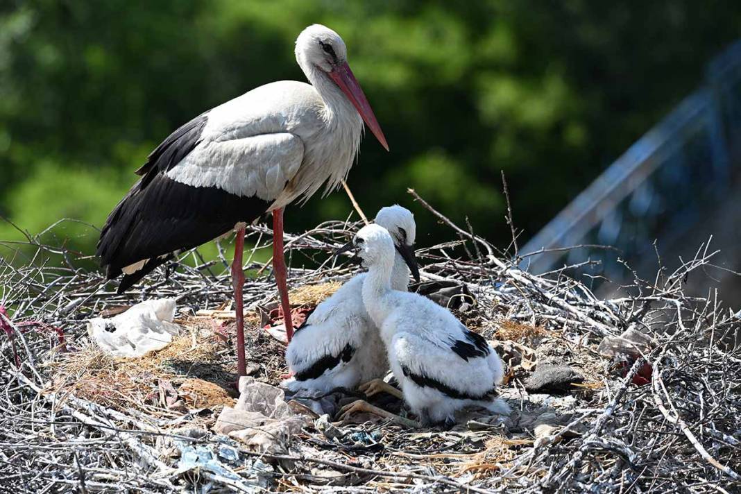 Beyşehir Leylekler Vadisi'nde Yavrular Büyüyor 3
