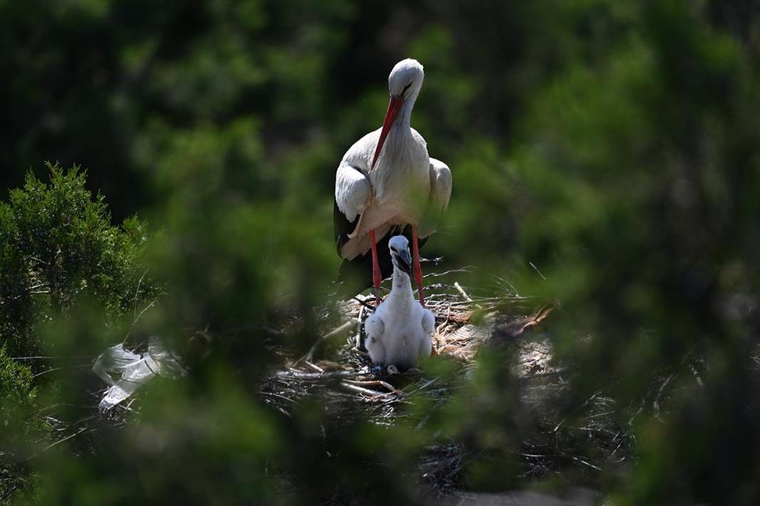 Beyşehir Leylekler Vadisi'nde Yavrular Büyüyor 5