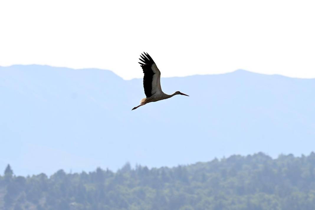 Beyşehir Leylekler Vadisi'nde Yavrular Büyüyor 1