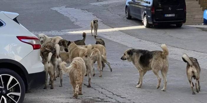 Konya’da yeni bir köpek saldırısı daha! Ölümden döndü!
