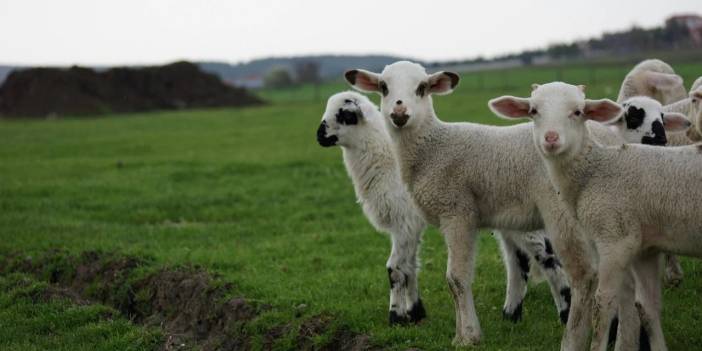 Konya’da yapağı kalitesini arttıracak ileri düzey proje hayata geçiyor!