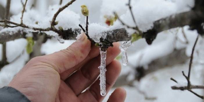 Olumsuz haberler geliyor: Tarlada ürünleri don vurdu! Fiyatlar artacak mı?