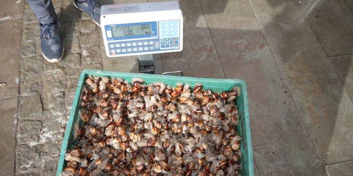 Konya’da öyle bir şey topluyorlar ki! Sümüklü kazanç