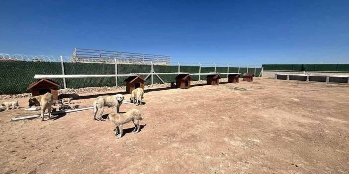 Konya'da bir hayvan barınağı daha açıldı! 