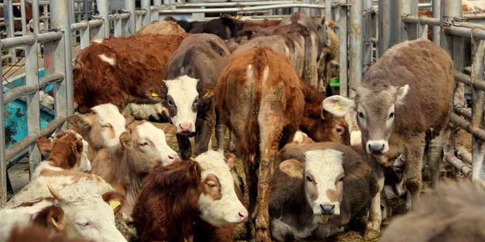 Konya'da hastalık alarmı! Pazar kapatıldı