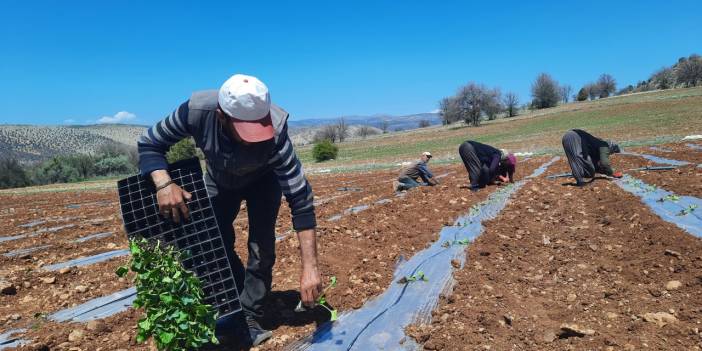 Çiftçilere umut! Konya'da kuraklığa dayanıklı karpuz fidesi toprakla buluştu!