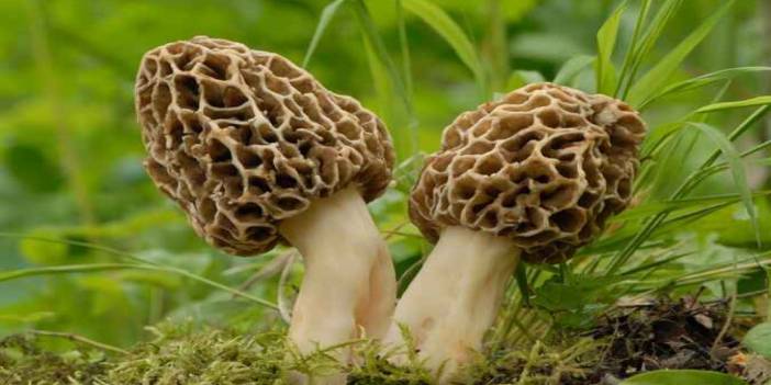 Konyalılar bayram etti! Yağışlar kuzugöbeği mantarını canlandırdı