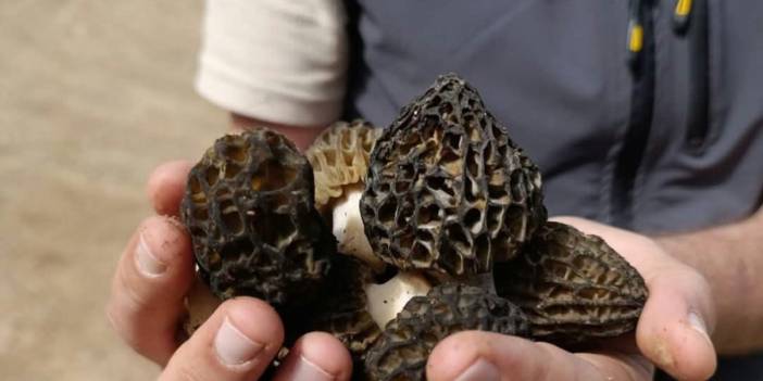 Konya Orman Bölge Müdürlüğü'nden kritik inceleme! Bu tür lezzetiyle sofraları, değeriyle ekonomiyi süsleyecek