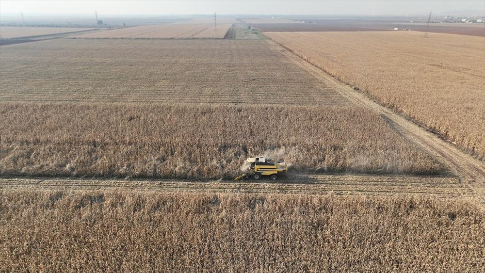 2 milyon tonluk mısır için biçerdöver mesaisi!