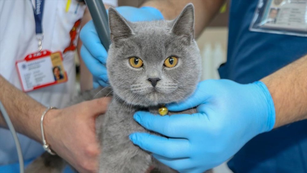 Kedi dördüncü kattan düştü! Yaptıkları o müdahale ile hayata tutundu...