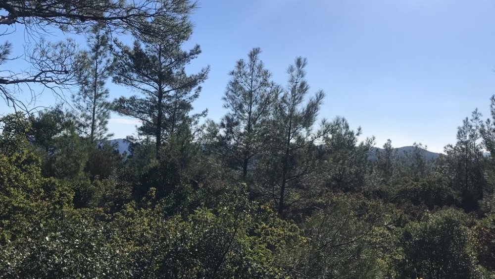 Çınar toplamak için gitti! Bir daha geri dönmedi...