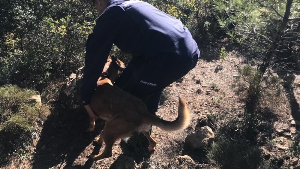 Çınar toplamak için gitti! Bir daha geri dönmedi...