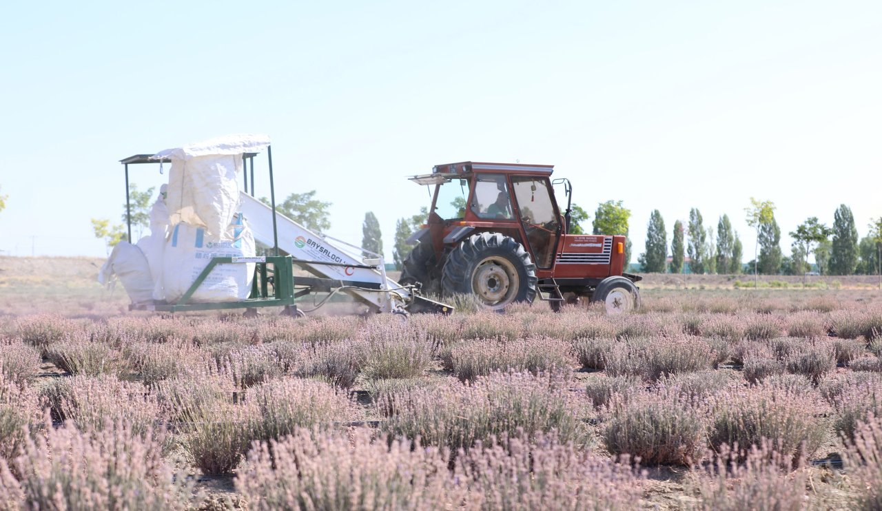 lavanta-hasadi-basladi-1.jpg