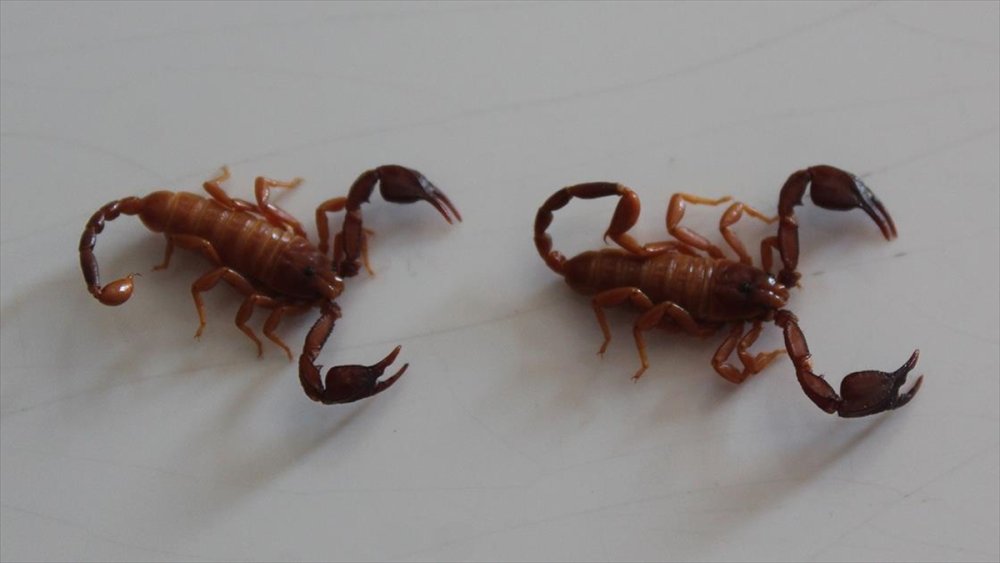 Konya'da bilim dünyasını sallayan keşif! Yeni bulduğu böcek türüne eşinin adını verdi!