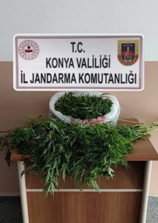 Konya’da kenevir tarlasını çatıya kurdu