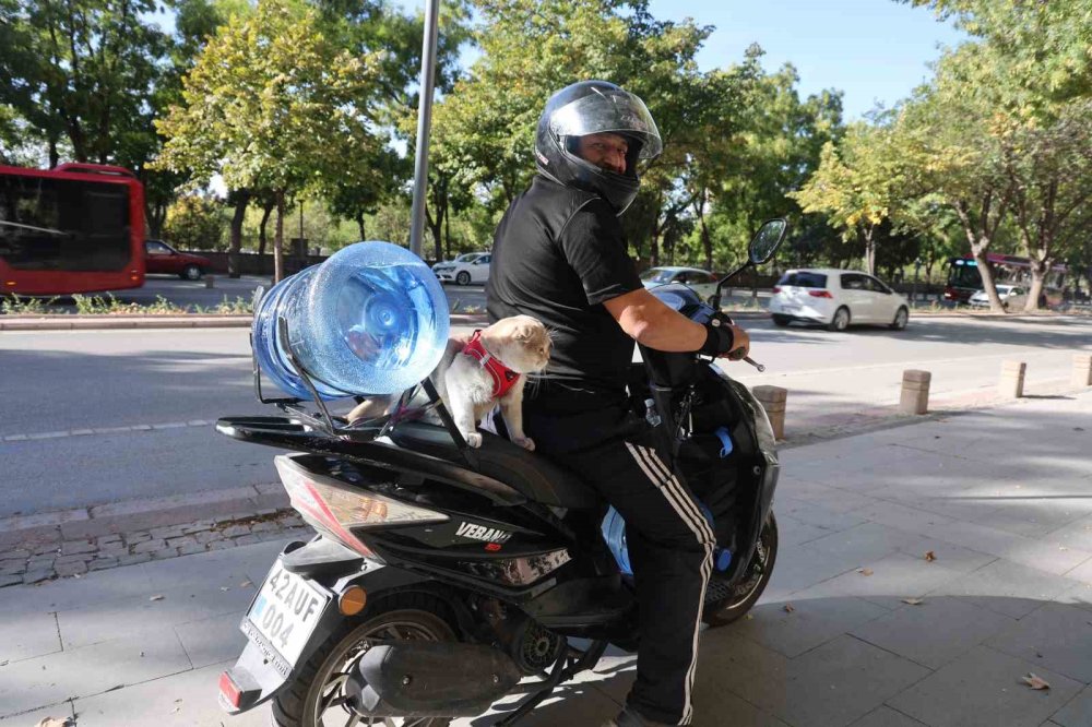Tüpçünün motosiklet tutkunu kedisi