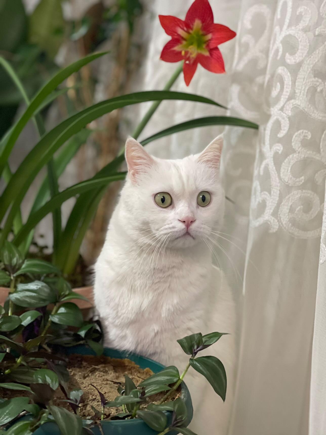 kedi.jpg