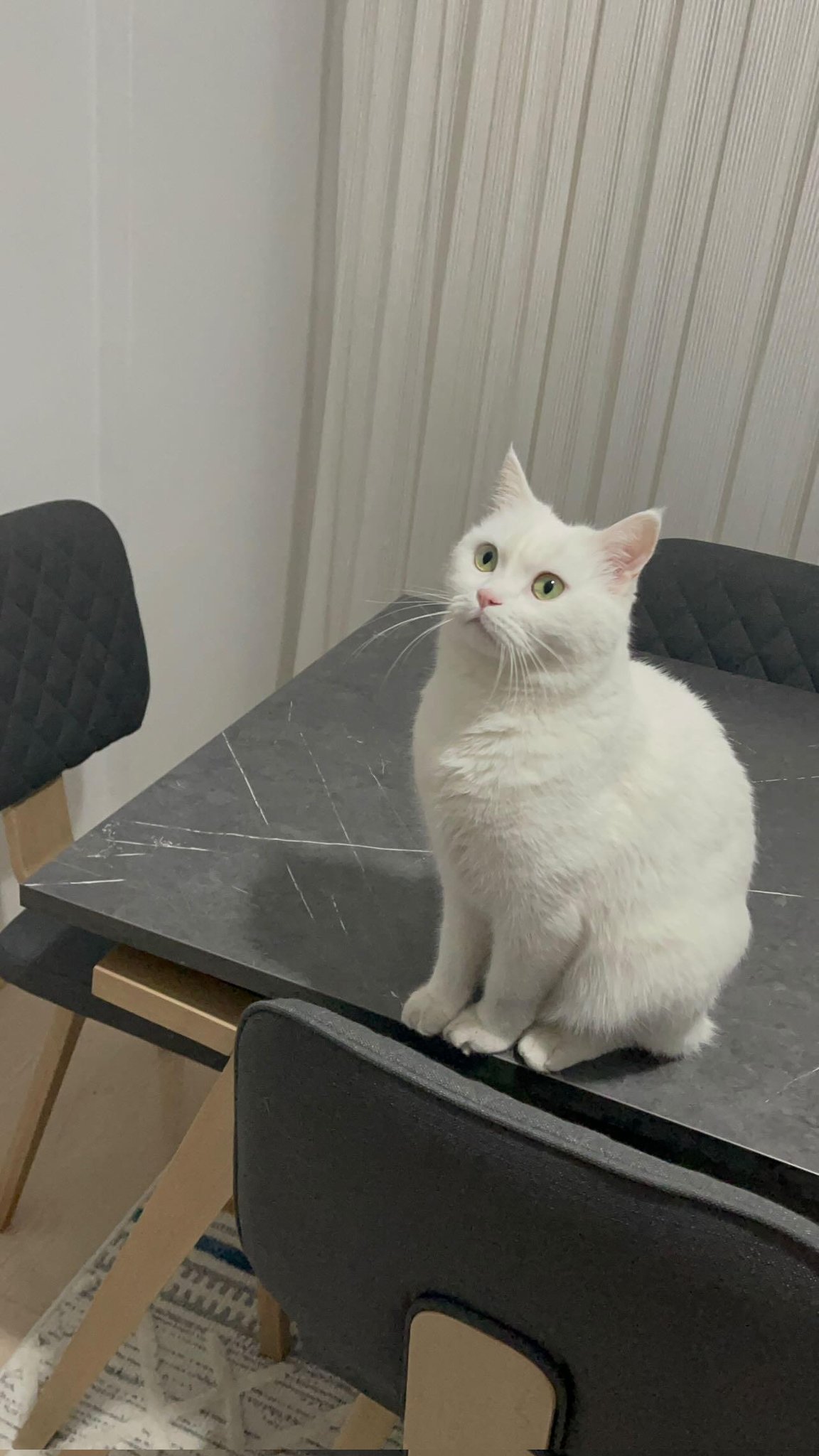 kedi02.jpg