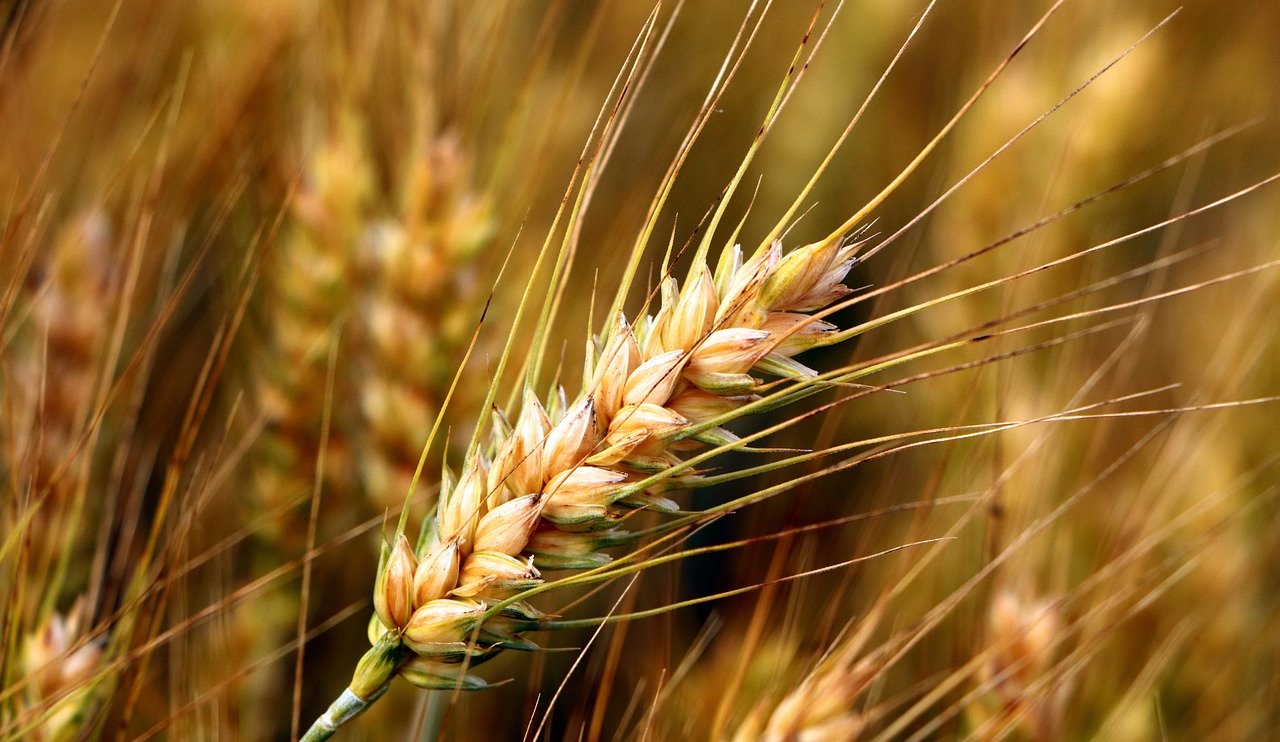 wheat-5567750-1280.jpg
