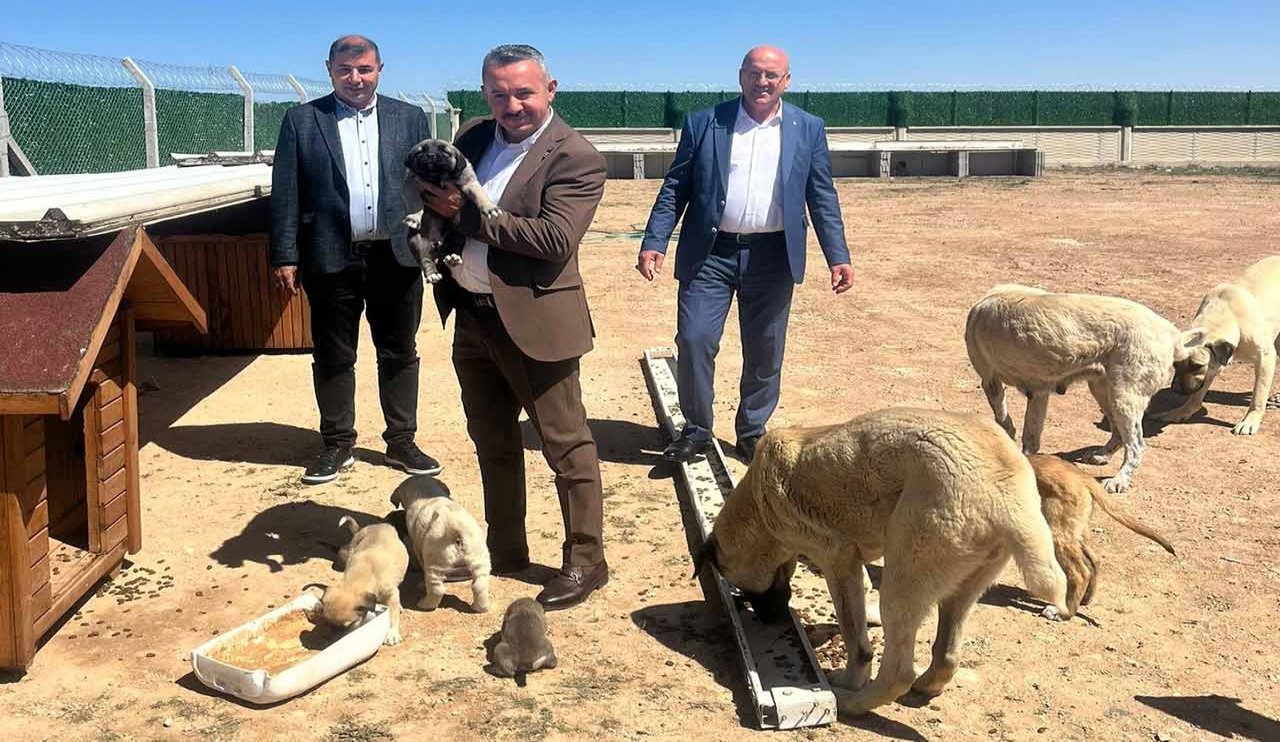 konya-altinekin-hayvan-barinagi-2025-003.jpg