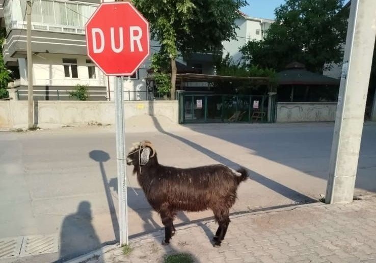 Konya’da firari keçiler ortalığı birbirine kattı
