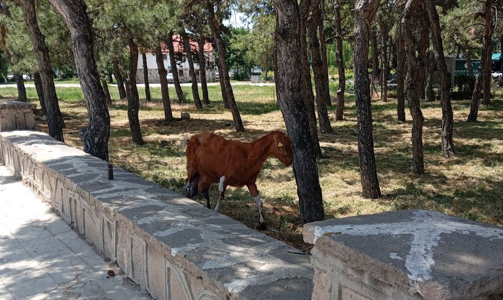 Konya’da firari keçiler ortalığı birbirine kattı