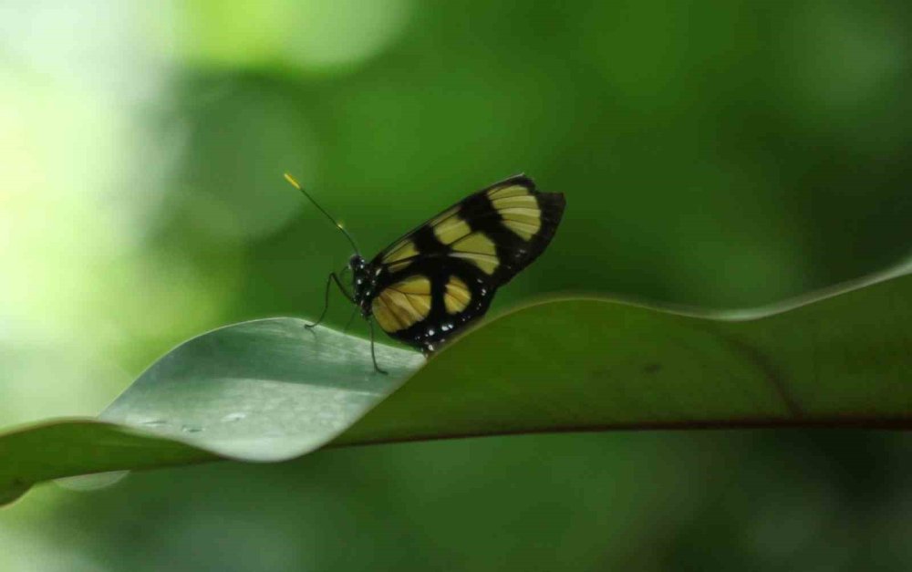 Filipinler ve Panama Konya’ya geldi! Bu ülkelere gitmenize gerek yok