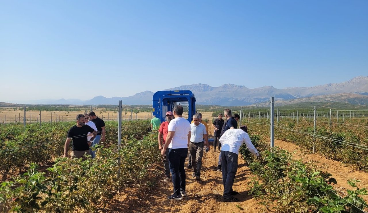 seydisehir-bogurtlen-hasat-2025-002.jpg