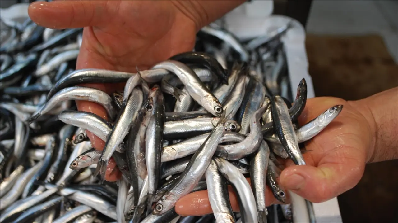 O ilde hamsinin fiyatı sigaradan ucuz 3