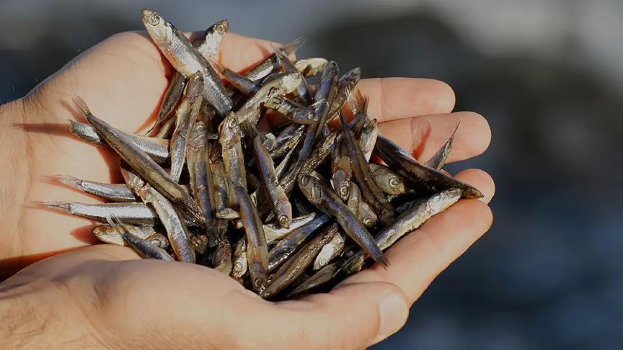 O ilde hamsinin fiyatı sigaradan ucuz 1