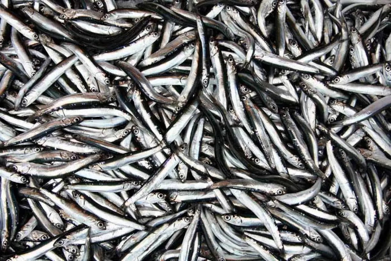 O ilde hamsinin fiyatı sigaradan ucuz 4