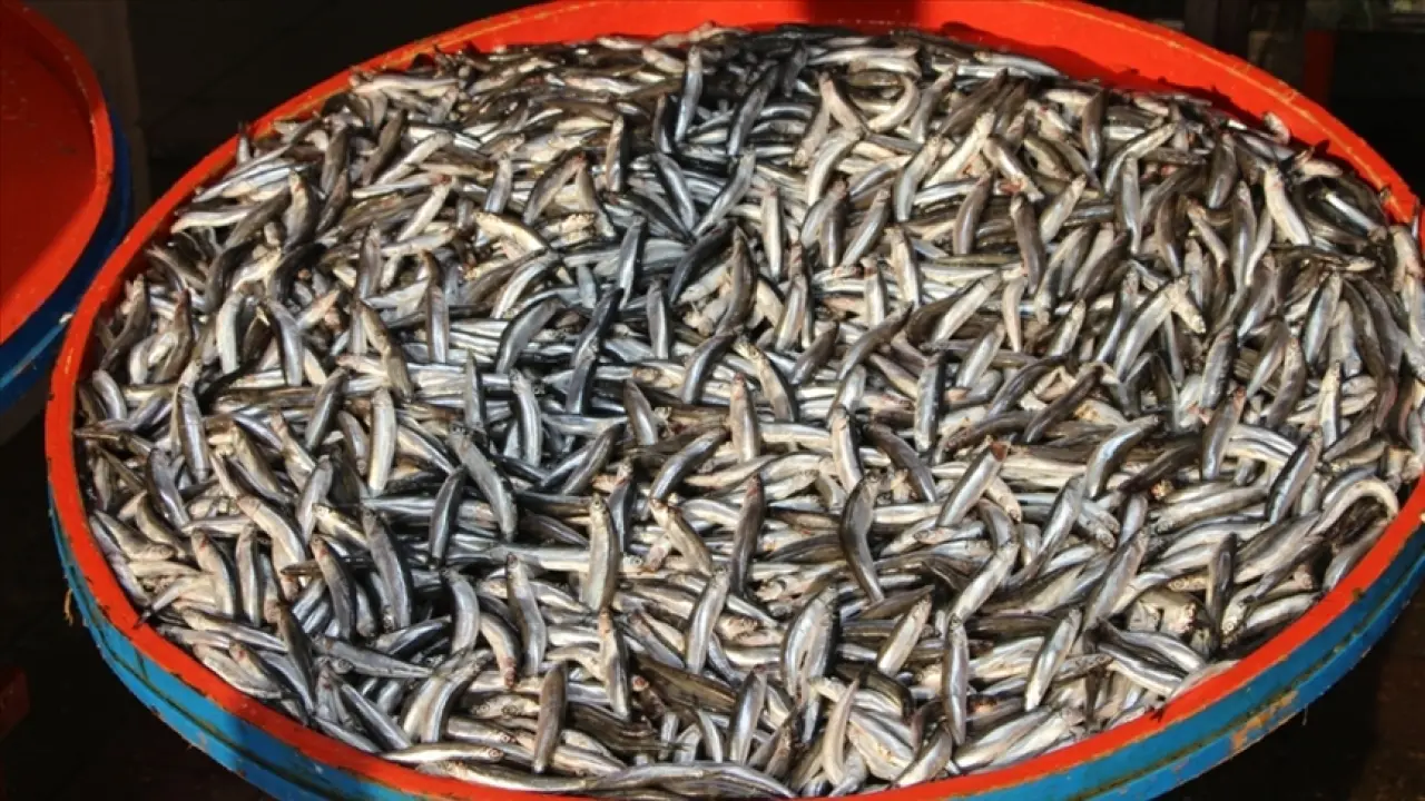 O ilde hamsinin fiyatı sigaradan ucuz 2